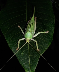 Onomarchus uninotatus