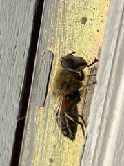 Eristalis similis