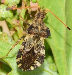 Centrocoris spiniger