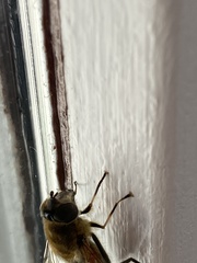 Eristalis similis