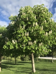 Aesculus hippocastanum