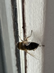 Eristalis similis