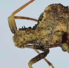 Centrocoris spiniger