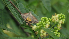 Hypocala deflorata