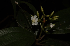 Miconia jaliscana