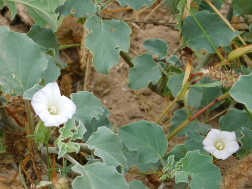 Datura arenicola (Datura arenicola)