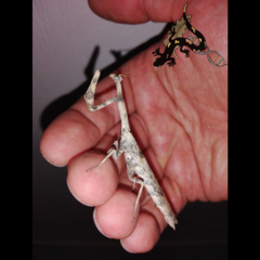 Pareuthyphlebs