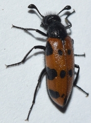 Actenodia billbergi