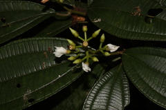Miconia jaliscana