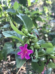 Mirabilis jalapa