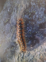 Eriogaster arbusculae