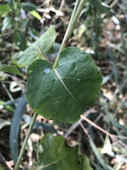 Mirabilis jalapa