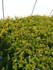 Buxus microphylla