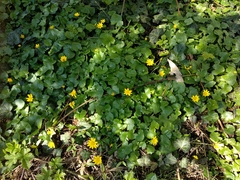 Ficaria verna