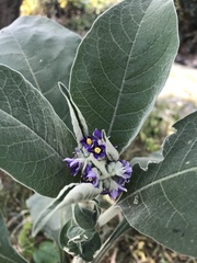Solanum mauritianum