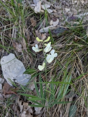 Lathyrus pannonicus asphodeloides