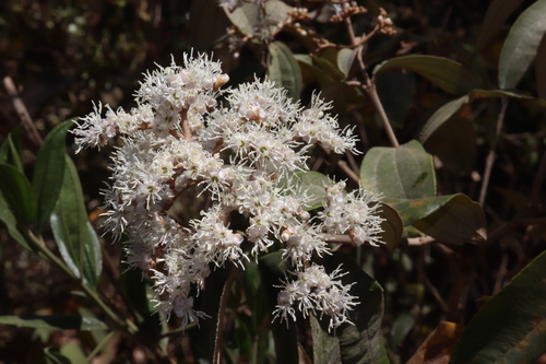 Miconia albicans (Sw.) Steud.