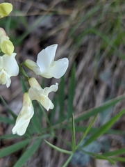 Lathyrus pannonicus asphodeloides