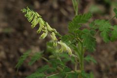 Corydalis ophiocarpa