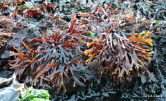 Ahnfeltiopsis linearis