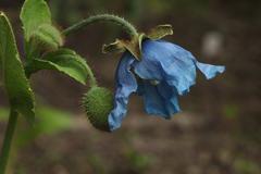 Meconopsis betonicifolia