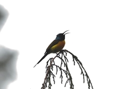 Aethopyga nipalensis