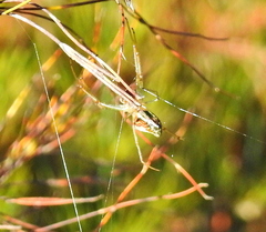 Leucauge festiva