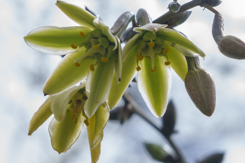 Furcraea foetida