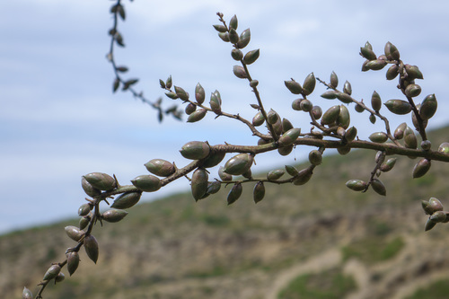 Furcraea foetida