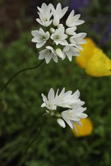 Allium zebdanense