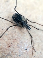 Mitostoma chrysomelas