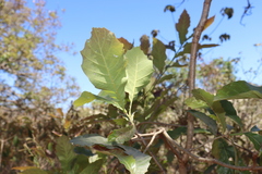 Quercus resinosa