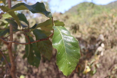 Quercus resinosa