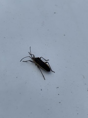 Anasa trilineata