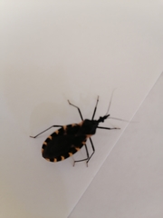 Triatoma mexicana