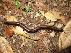 Paeromopodidae