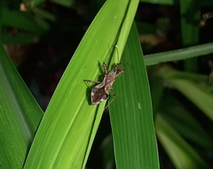 Irantha