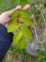 Ailanthus altissima