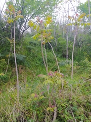 Ailanthus altissima