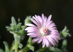 Trichodiadema strumosum