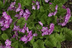 Primula sieboldii