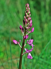 Orchis mascula laxifloriformis