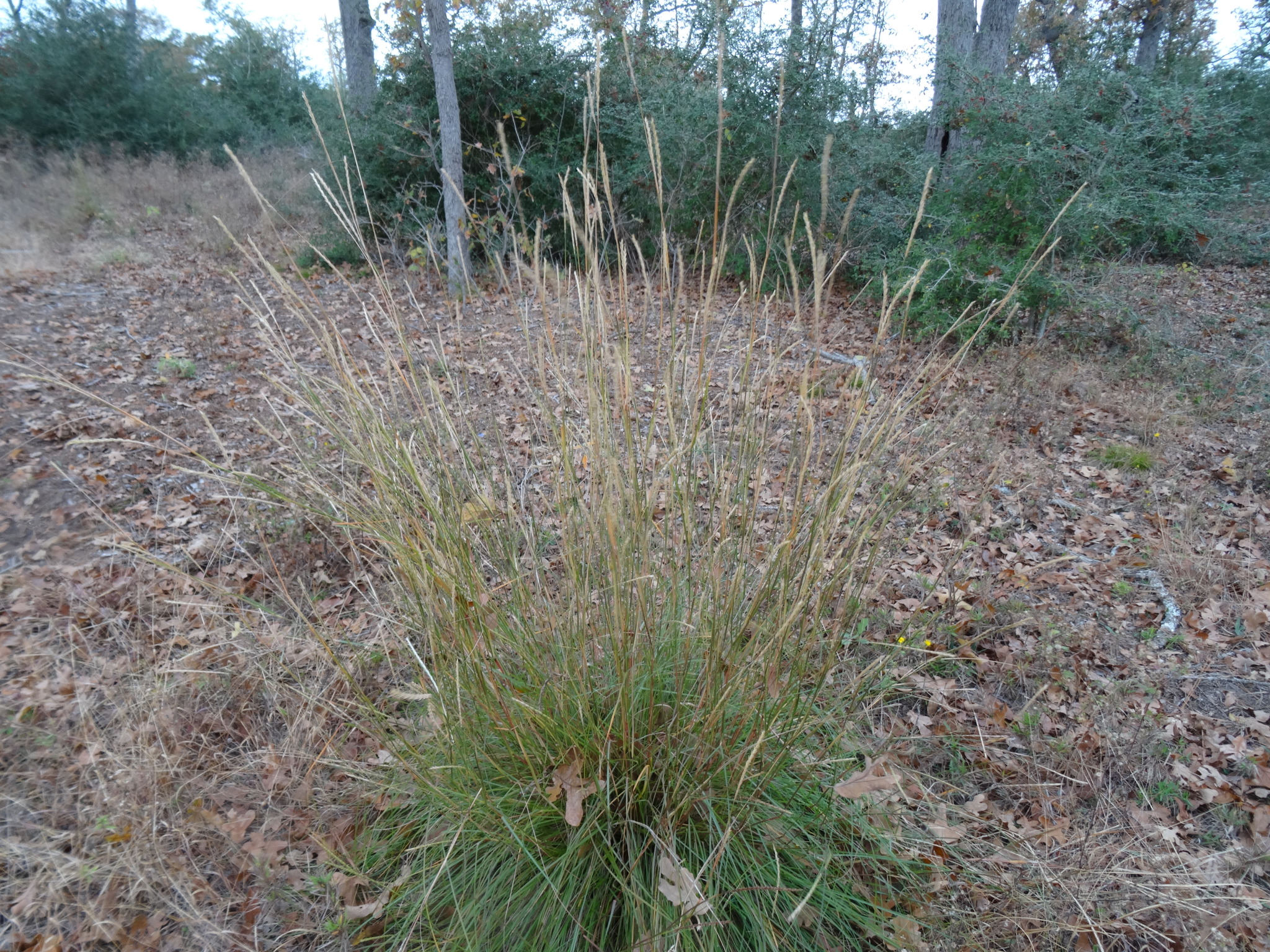 Elionurus tripsacoides