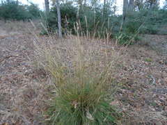 Elionurus tripsacoides