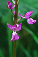 Orchis mascula laxifloriformis