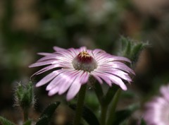 Trichodiadema strumosum