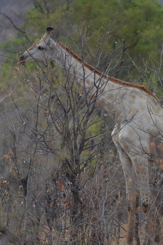 Giraffa giraffa