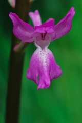 Orchis mascula laxifloriformis