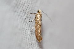 Argyresthia alternatella