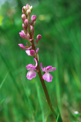 Orchis mascula laxifloriformis